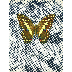 "Papilio demodocus"